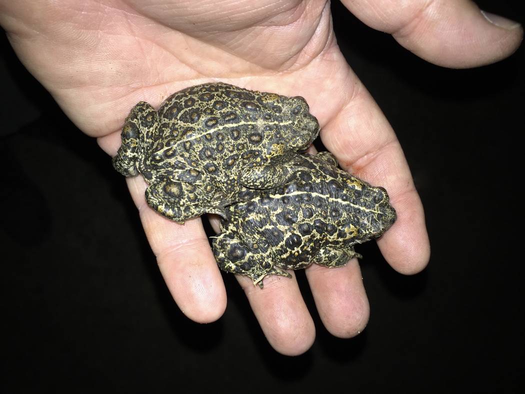 Dixie Valley toads, pictured here, are about half the size of their closest relatives, the common Western toad. (Aaron Ambos)