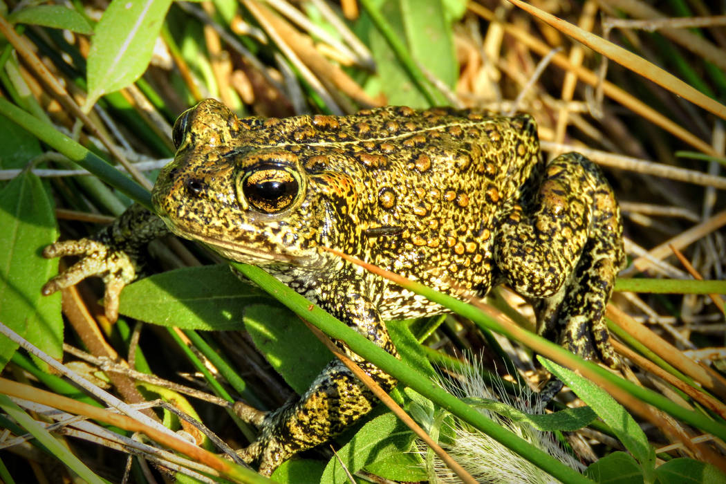 A Dixie Valley toad, a newly discovered species of amphibian, crouches in the grass of its isolated natural habitat in Churchill County, about 400 miles northwest of Las Vegas. (Patrick Donnelly/C ...