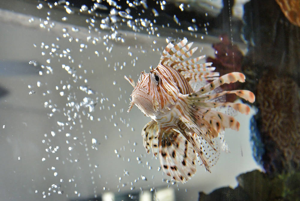 A lionfish is shown in the aquarium at the home of Wayde King, star of “Tanked” on Animal Planet. (Bill Hughes/Real Estate Millions)