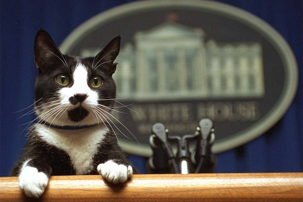 Former first cat Socks was a stray cat rescued by Chelsea Clinton. Chelsea, Socks lived in the governor's mansion in Arkansas and later moved with the family to the White House. (Marcy Nighswander ...