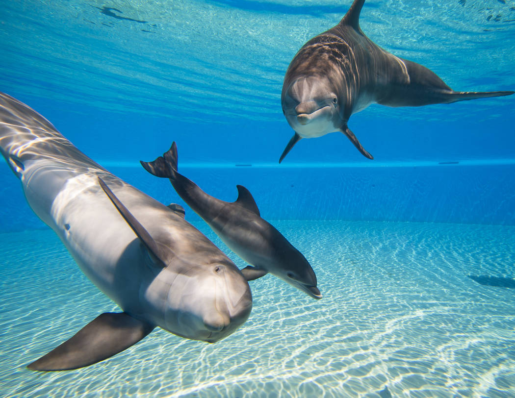 A female dolphin calf, born July 17, swims between her mother, Huf n Puf, left, and grandmother, Duchess, at Siegfried & Roy's Secret Garden and Dolphin Habitat at The Mirage hotel-casino in L ...