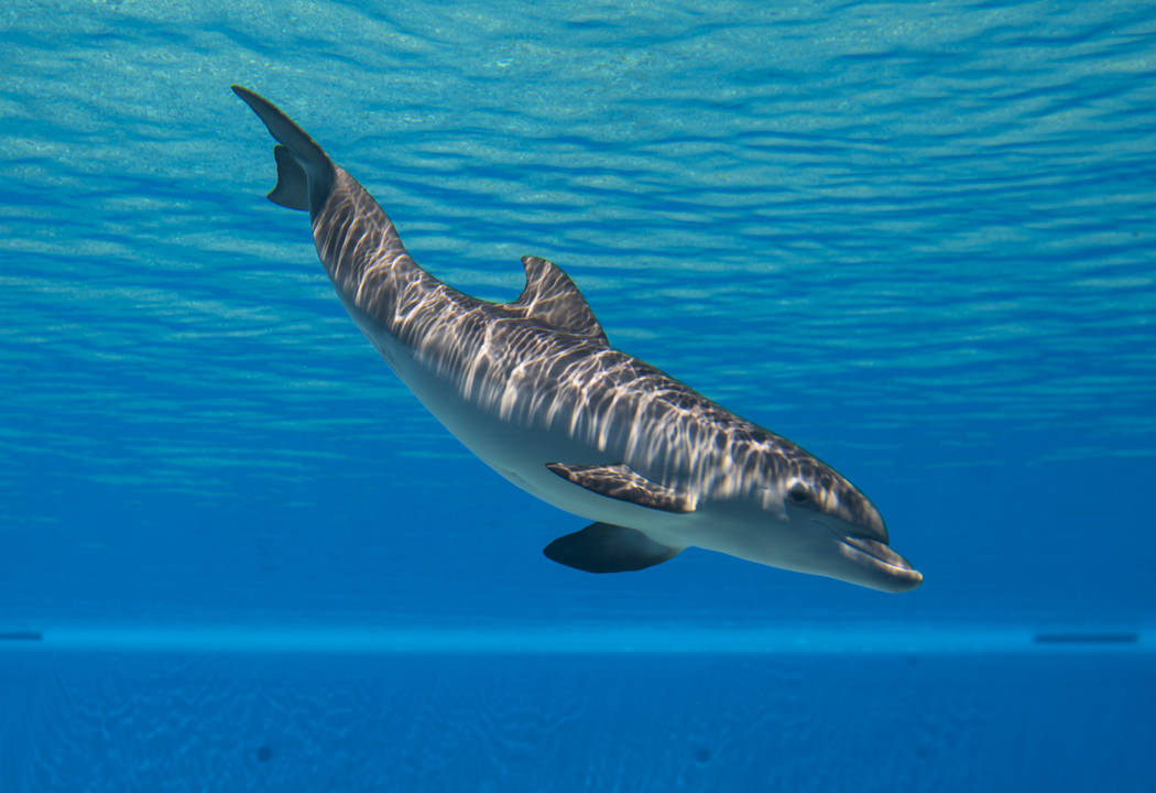 A female dolphin calf, born July 17 to Huf n Puf, swims around at Siegfried & Roy's Secret Garden and Dolphin Habitat at The Mirage hotel-casino in Las Vegas on Tuesday, Aug. 1, 2017. The name ...