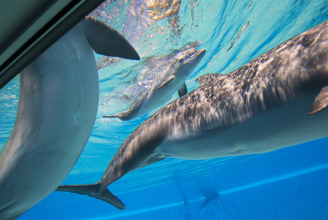 A female dolphin calf, center, born July 17 to Huf n Puf, swims around at Siegfried & Roy's Secret Garden and Dolphin Habitat at The Mirage hotel-casino in Las Vegas on Tuesday, Aug. 1, 2017.  ...