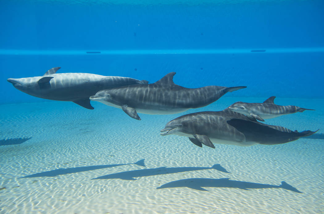 A female dolphin calf, far right, born July 17, swims above her mother, Huf n Puf, at Siegfried & Roy's Secret Garden and Dolphin Habitat at The Mirage hotel-casino in Las Vegas on Tuesday, Au ...