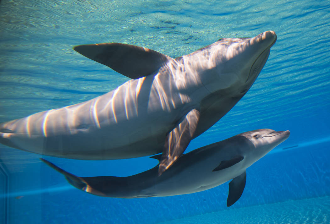 Huf n Puf swims with her female dolphin calf, born July 17, at Siegfried & Roy's Secret Garden and Dolphin Habitat at The Mirage hotel-casino in Las Vegas on Tuesday, Aug. 1, 2017. The name fo ...