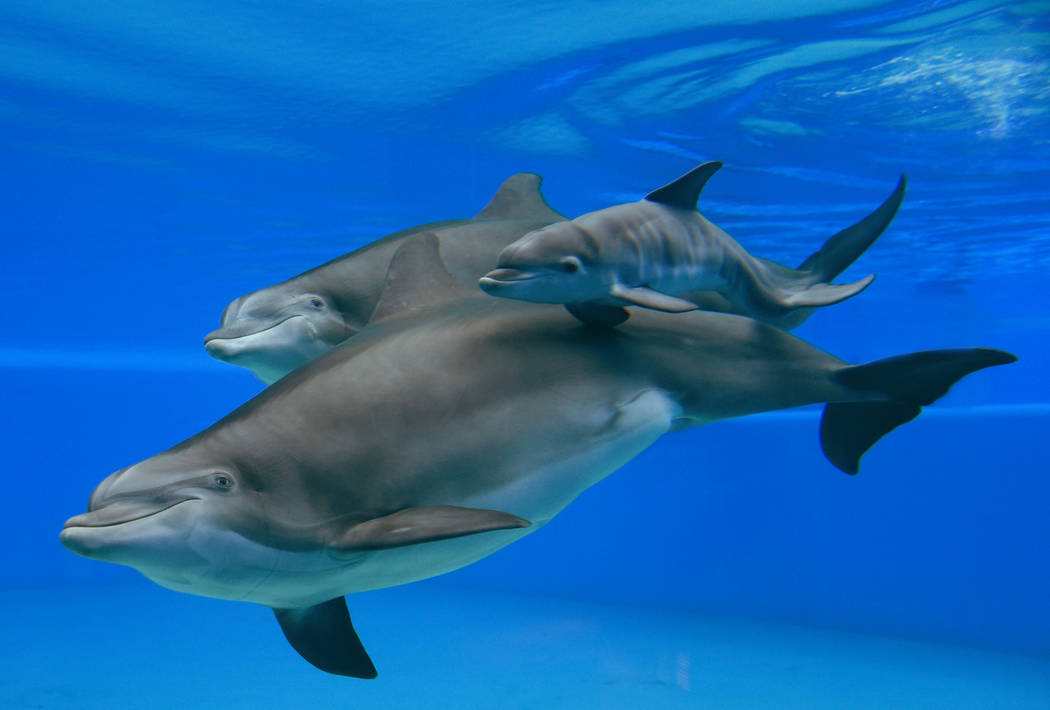 The Mirage's three generations of dolphins, Huf n Puf, Calf and Duchess. (Kathryn Curreri/The Mirage)