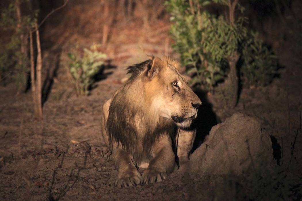 This photo taken on Sunday, April 3, 2011, shows an adult male lion during a lion survey in Niokolo-Koba National Park in south eastern Senegal.Only about 400 lions remain in the region out of the ...