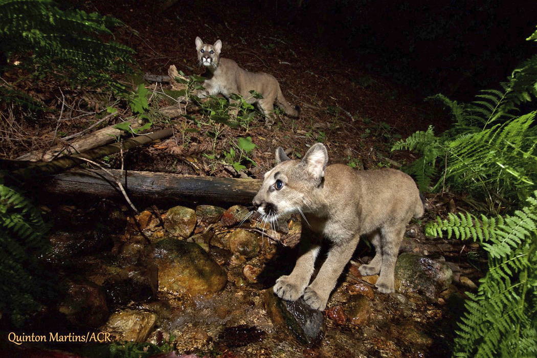 This Aug. 2, 2017 photo provided by the Audubon Canyon Ranch shows two mountain lion kittens they are tracking in Sonoma County near Glen Ellen, Calif., north of San Francisco. T(Quinton Martins/A ...