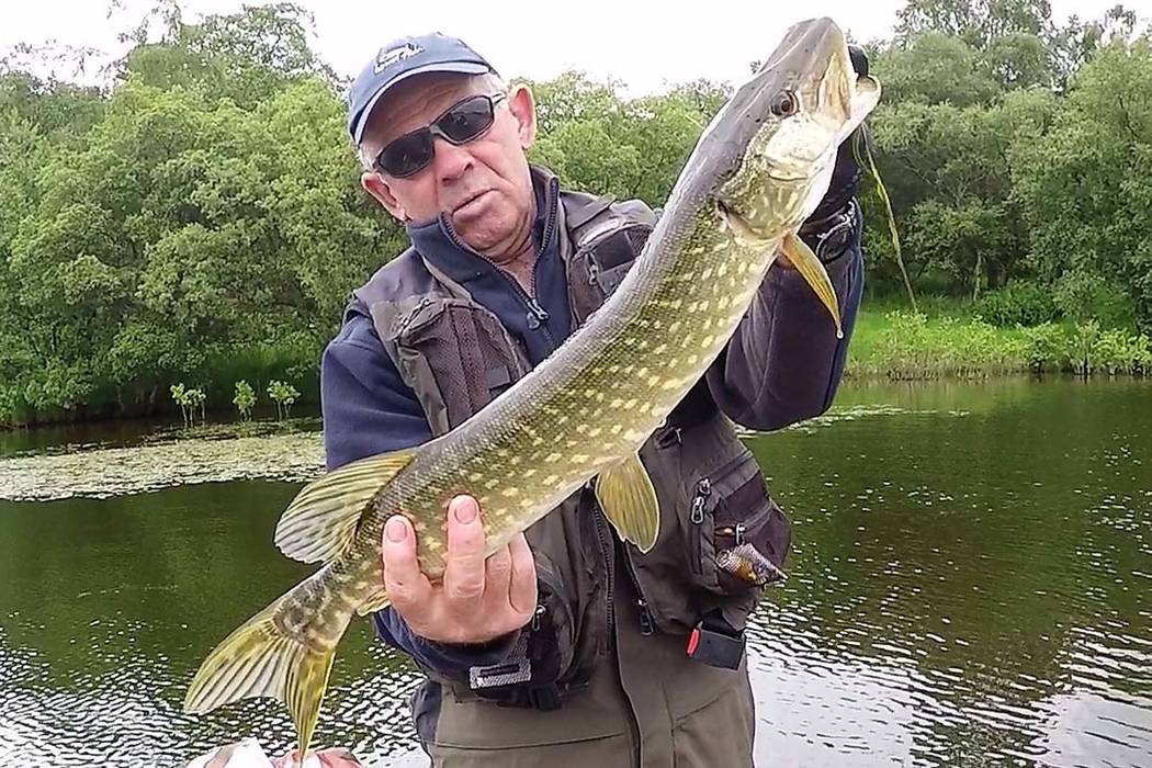 Northern pike wreak havoc in Nevada fisheries Las Vegas ReviewJournal Northern pike wreak havoc in Nevada fisheries Las Vegas ReviewJournal