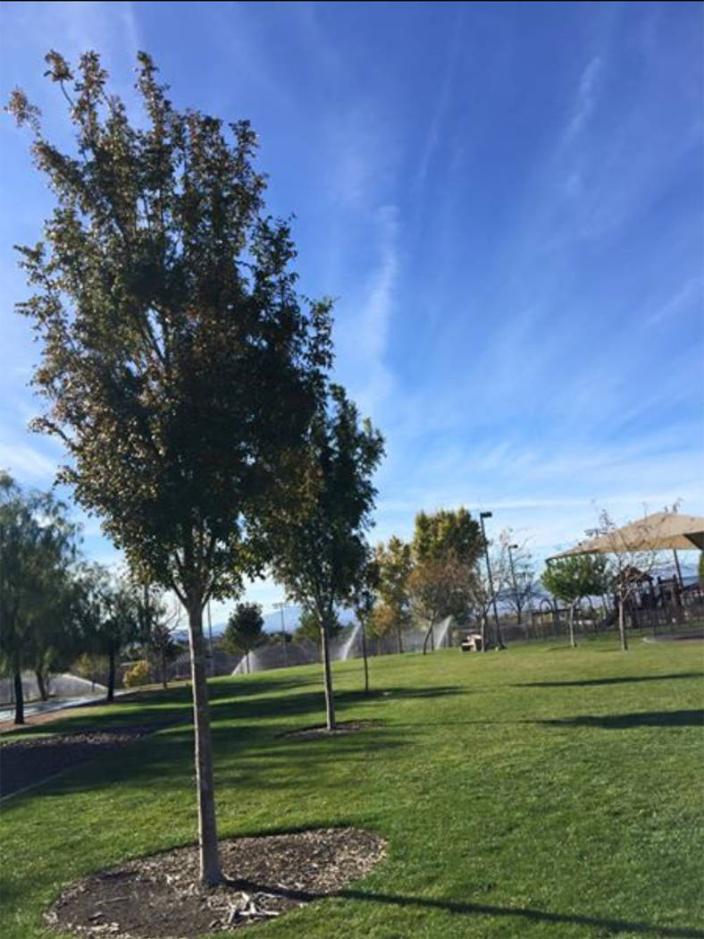 Henderson program honors loved ones with commemorative trees, park