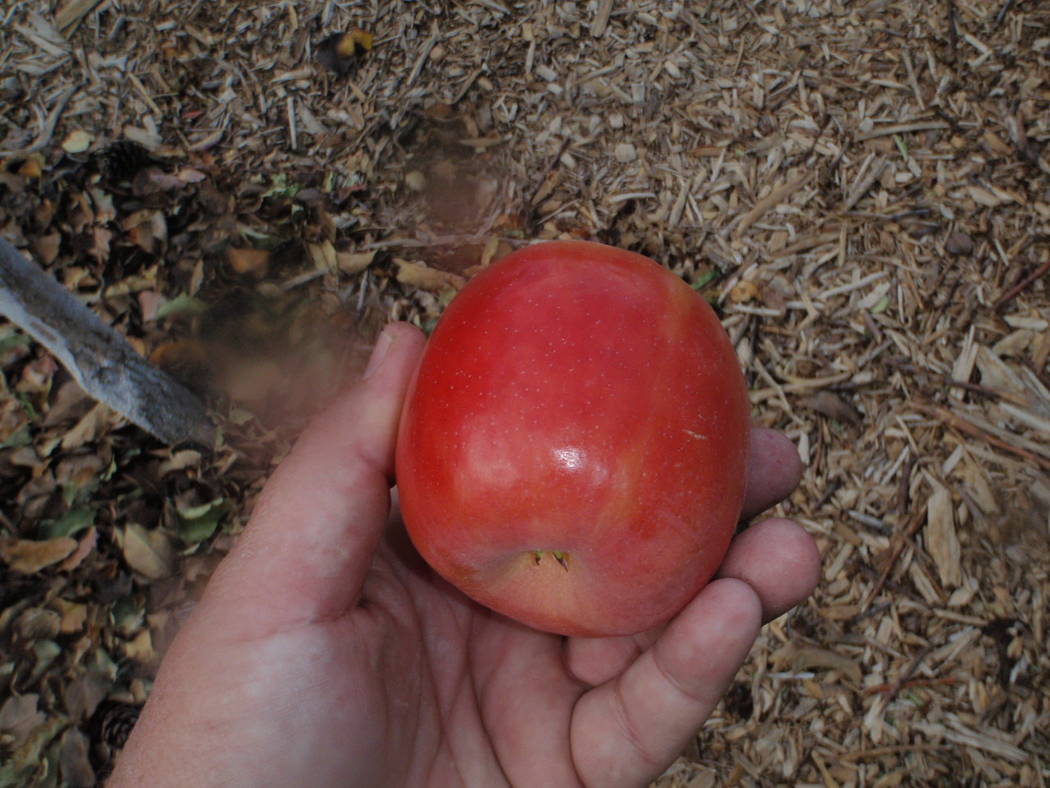 Bob Morris
Pink Lady apples grow well in our climate.