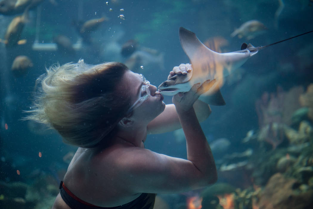 Nicole Grant kisses a sting ray during her mermaid show at the Silverton on Thursday, Aug. 24, 2017, in Las Vegas. Morgan Lieberman Las Vegas Review-Journal