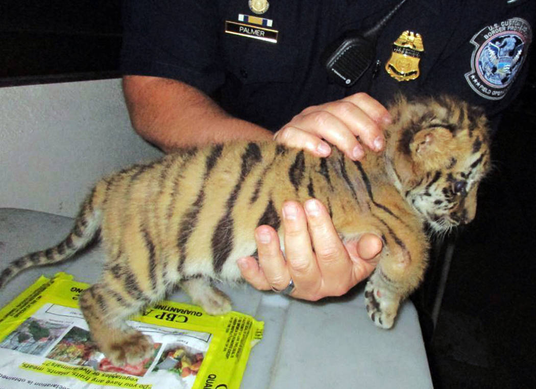 An agent holds a male tiger cub that was confiscated at the U.S. border crossing at Otay Mesa southeast of downtown San Diego early Wednesday.  (U.S. Customs and Border Protection via AP)