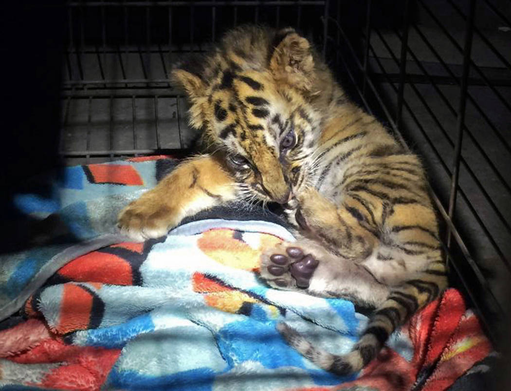 A male tiger cub that was confiscated at the U.S. border crossing at Otay Mesa southeast of downtown San Diego is seen early Wednesday. (U.S. Customs and Border Protection via AP)