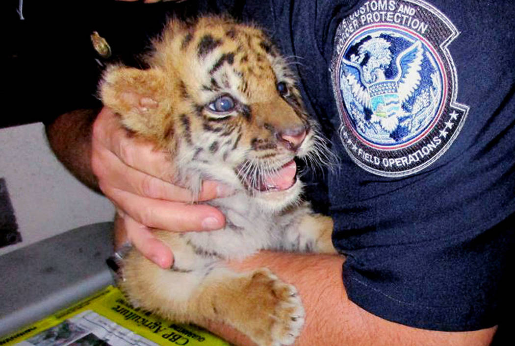 An agent holds a male tiger cub that was confiscated at the U.S. border crossing at Otay Mesa southeast of downtown San Diego early Wednesday. (U.S. Customs and Border Protection via AP)