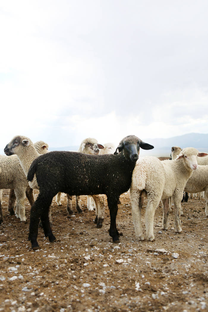 Sheep on the Great Basin Ranch in Spring Valley, Monday, Aug. 7, 2017. Elizabeth Brumley Las Vegas Review-Journal