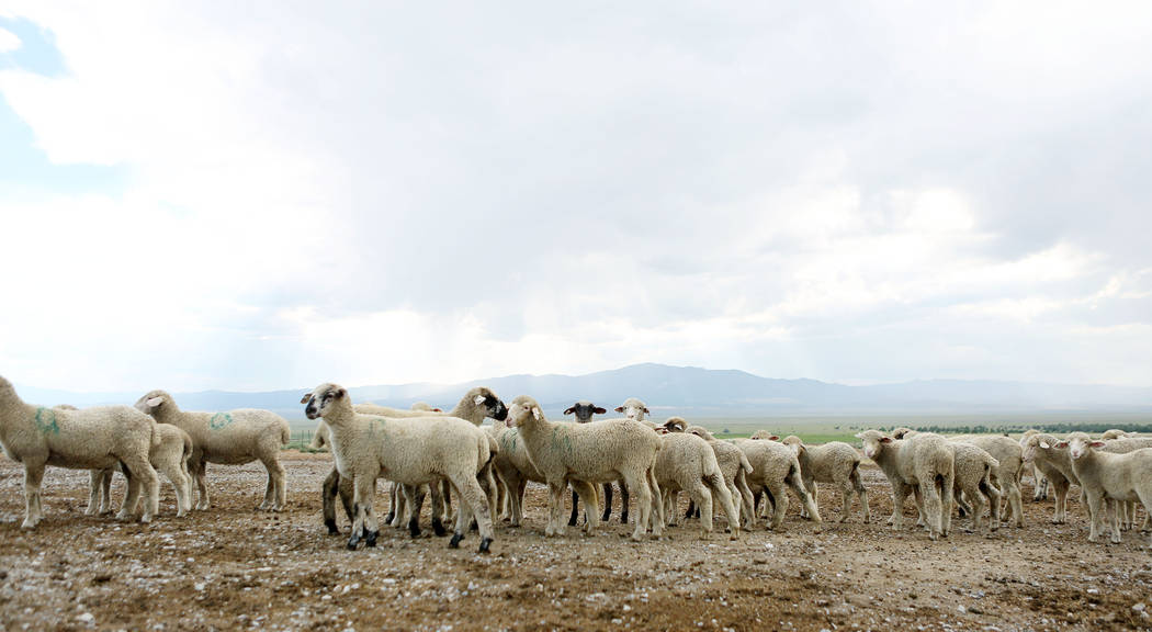 Sheep on the Great Basin Ranch in Spring Valley, Monday, Aug. 7, 2017. Elizabeth Brumley Las Vegas Review-Journal