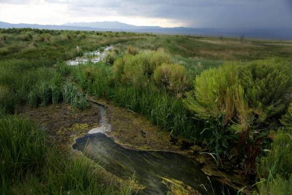 A spring runs through Great Basin Ranch in Spring Valley, Monday, Aug ...