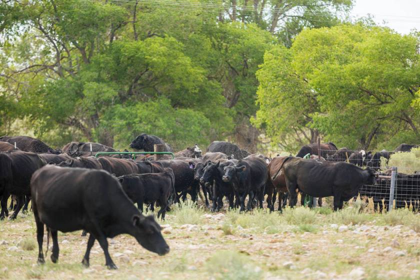 Southern Nevada water agency’s money-losing sideline — ranching ...