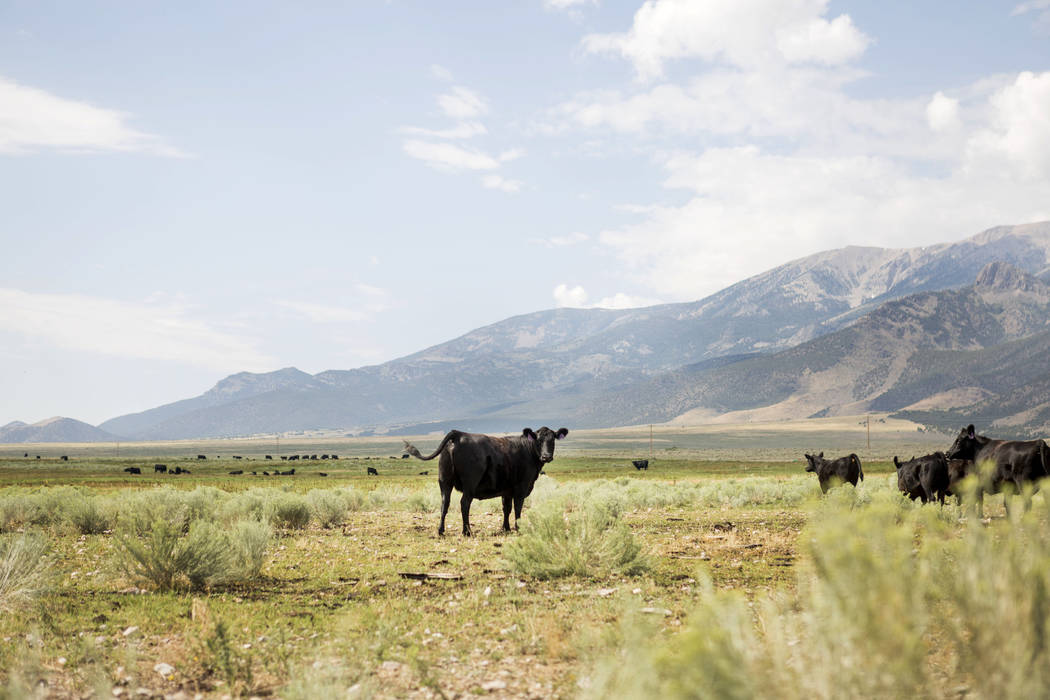 Cattle on Great Basin Ranch in Spring Valley, Tuesday, Aug. 8, 2017. Elizabeth Brumley Las Vegas Review-Journal