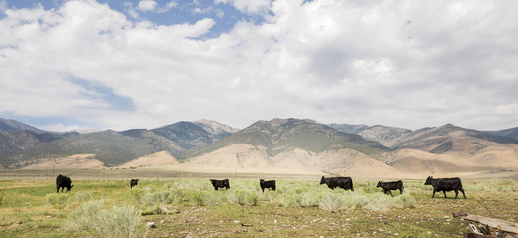 Cattle graze on Old Home ranch a historic area that will be preserved on Great Basin Ranch in Spring Valley, Tuesday, Aug. 8, 2017. Elizabeth Brumley Las Vegas Review-Journal