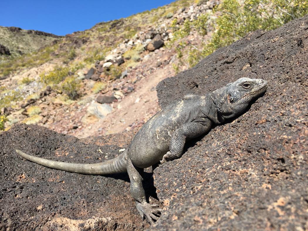 Chuckwalla. Nevada Department of Wildlife officials  are considering banning or limiting commercial reptile collecting in the state. Nevada currently has unlimited commercial reptile collecting, w ...