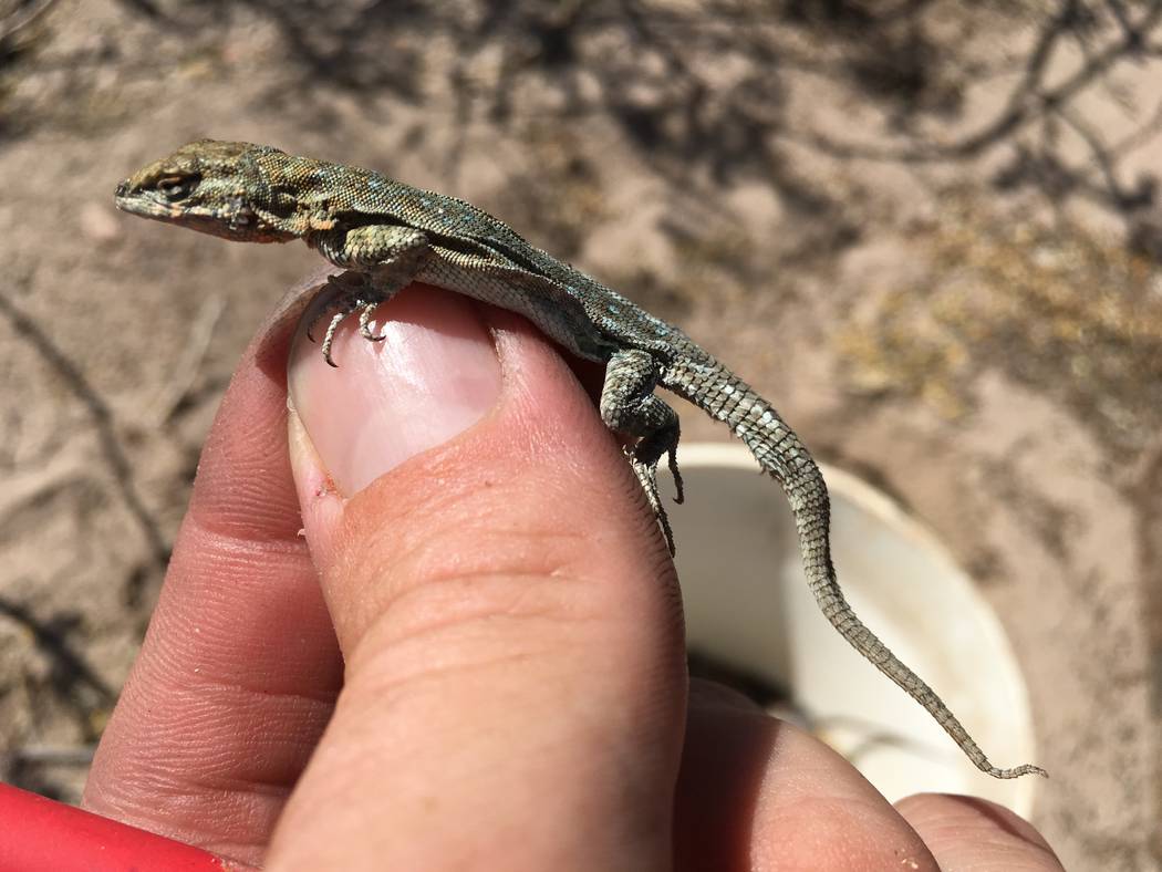 A side-blotched lizard. Nevada Department of Wildlife officials  are considering banning or limiting commercial reptile collecting in the state. Nevada currently has unlimited commercial reptile c ...