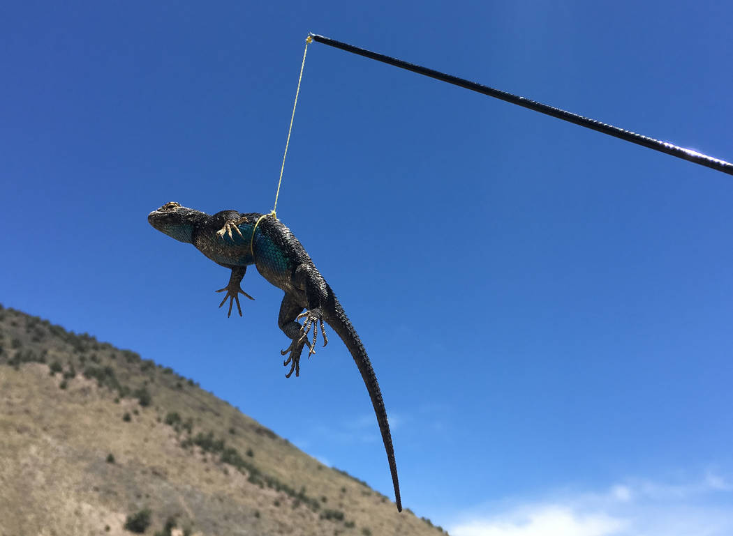 A fence lizard is noosed.  Nevada Department of Wildlife officials  are considering banning or limiting commercial reptile collecting in the state. Nevada currently has unlimited commercial reptil ...
