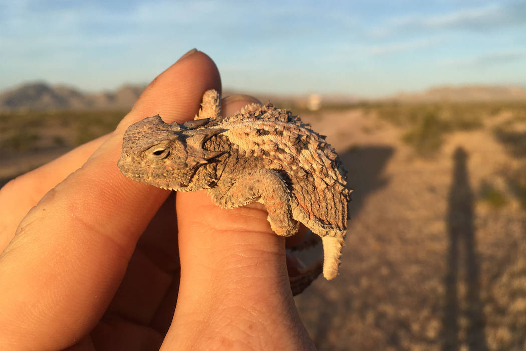 A horned lizard. Nevada Department of Wildlife officials  are considering banning or limiting commercial reptile collecting in the state. Nevada currently has unlimited commercial reptile collecti ...