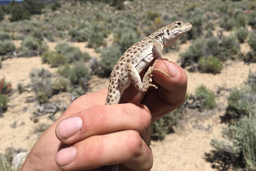 A leopard lizard. Nevada Department of Wildlife officials  are considering banning or limiting commercial reptile collecting in the state. Nevada currently has unlimited commercial reptile collect ...