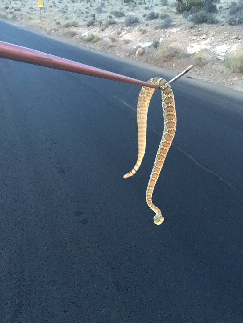Mojave rattlesnake. Nevada currently has unlimited commercial reptile collecting, while other western states restrict the practice. Nevada Department of Wildlife photo.