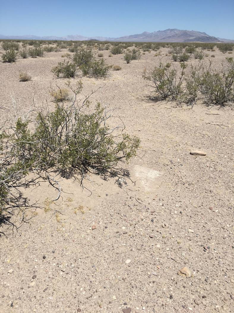 A pitfall area in Amargosa Valley Nev. Nevada currently has unlimited commercial reptile collecting, while other western states restrict the practice. Nevada Department of Wildlife photo.