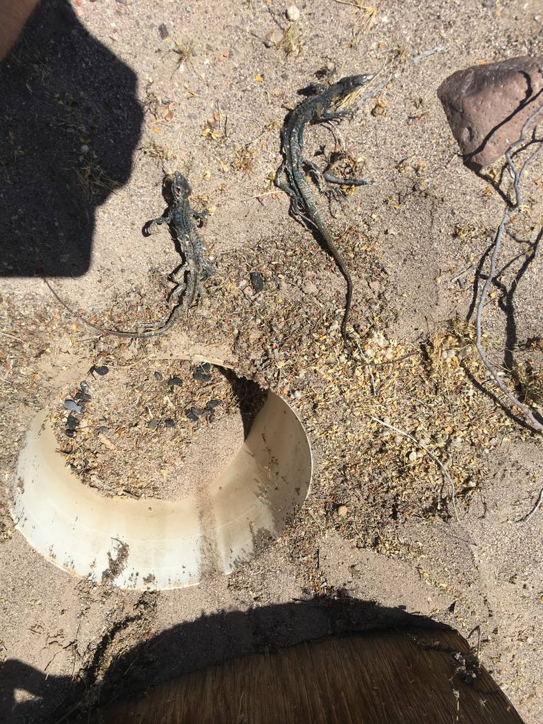Two desert species. Nevada Department of Wildlife officials are considering banning or limiting commercial reptile collecting in the state. Nevada currently has unlimited commercial reptile colle ...
