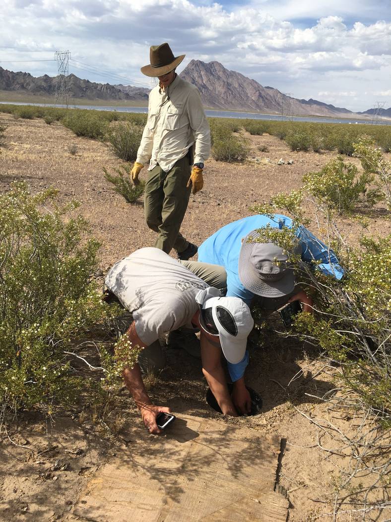 Volunteers check pitfalls in Eldorado Valley, Nev. Nevada Department of Wildlife officials  are considering banning or limiting commercial reptile collecting in the state. Nevada currently has unl ...