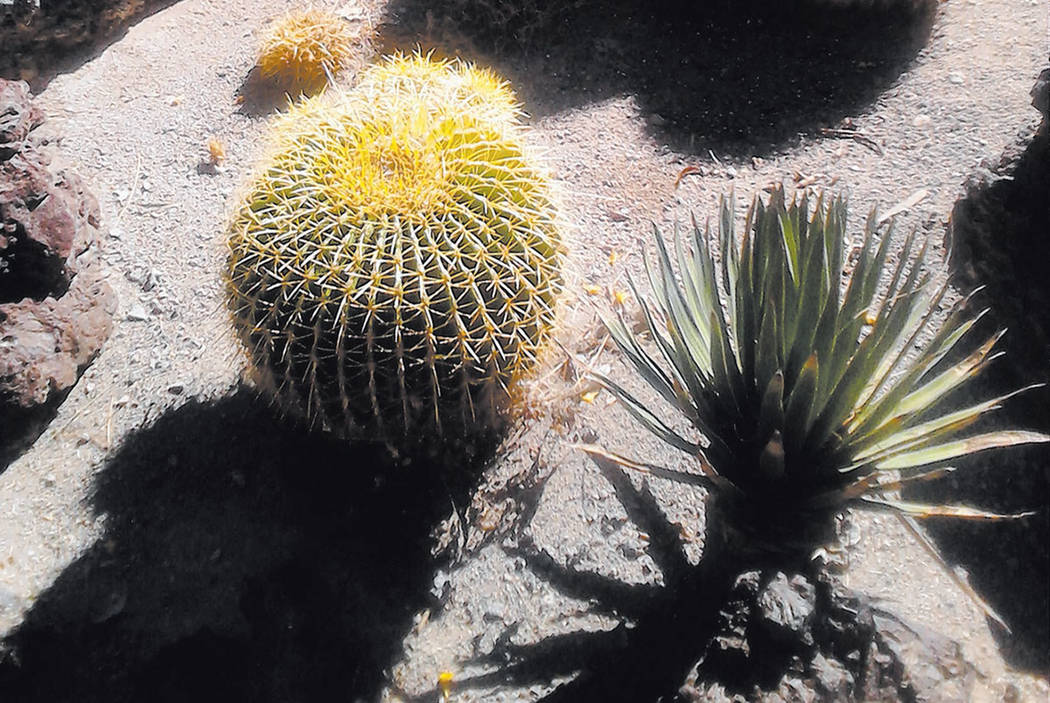 Barrel cactus in a Las Vegas yard (Courtesy photo)