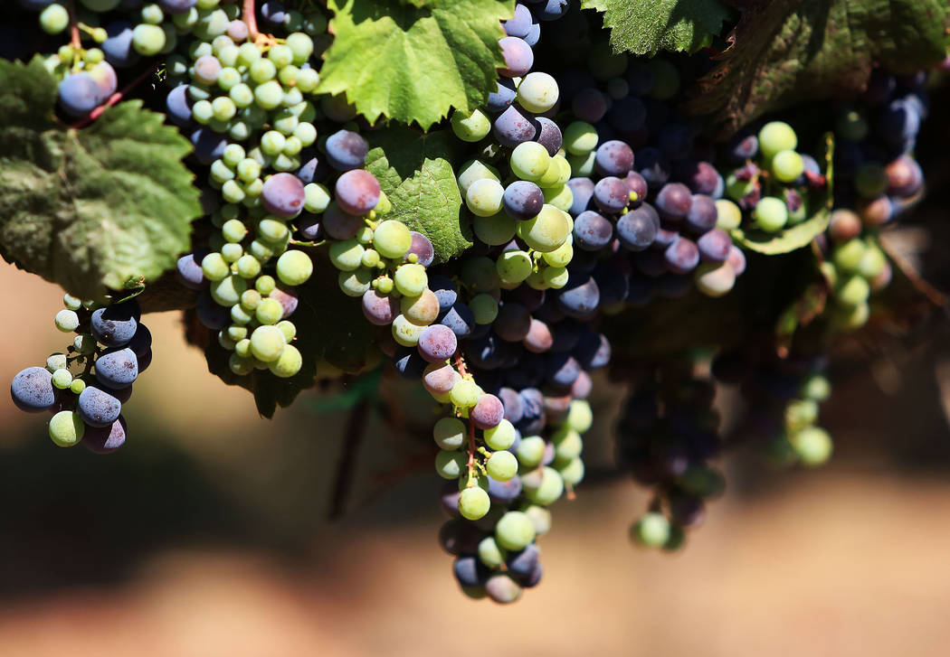 Sweet Malbec grapes hang from a vine at Chalk Hill Estate vineyards, owned by the Vegas Golden Knights owner Bill Foley, in Healdsburg, Calif., on Wednesday, Aug. 2, 2017. Bizuayehu Tesfaye Las Ve ...
