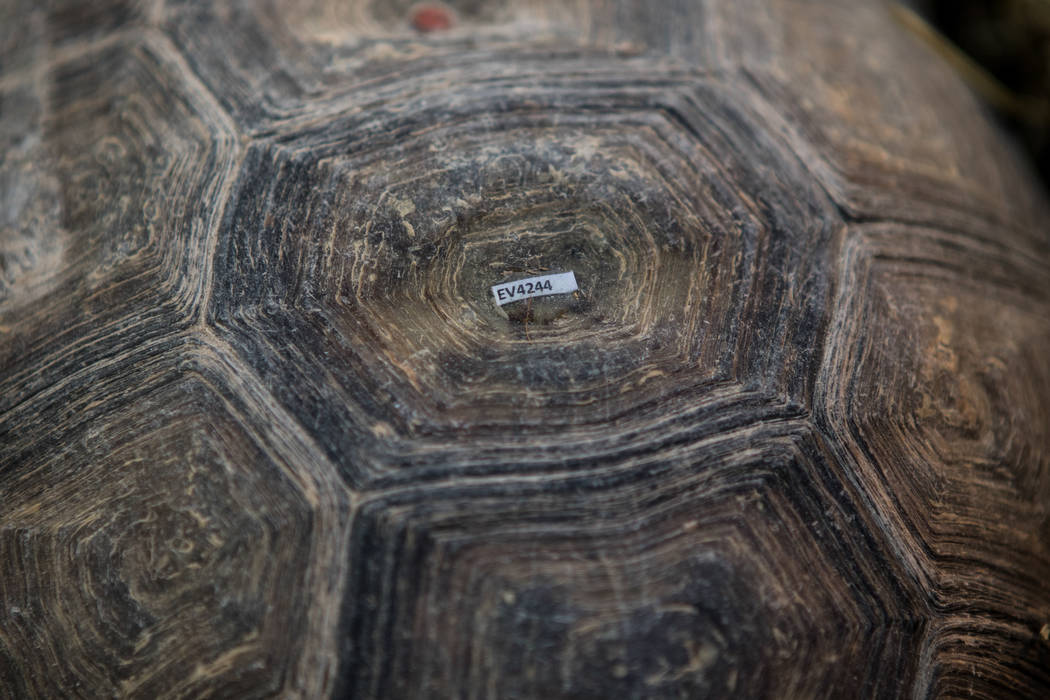 A paper tracking number on the tortoise's shell on Friday, Sept. 22, 2017, in Boulder City. Morgan Lieberman Las Vegas Review-Journal