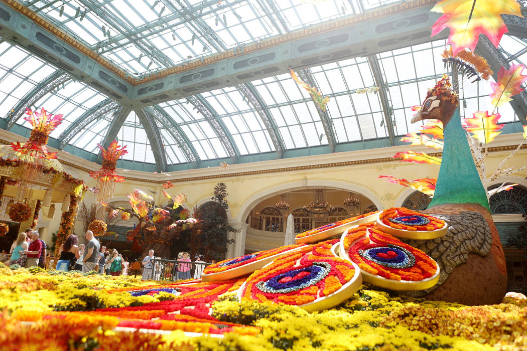 Bellagio Conservatory debuts fall display — VIDEO Las Vegas Review