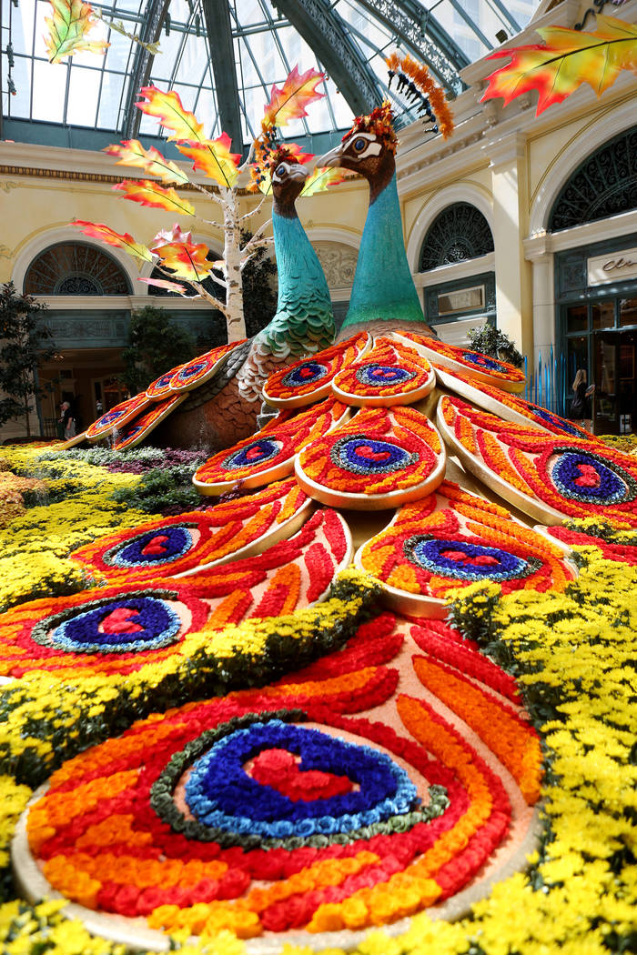 Bellagio Conservatory debuts fall display — VIDEO The Strip Local