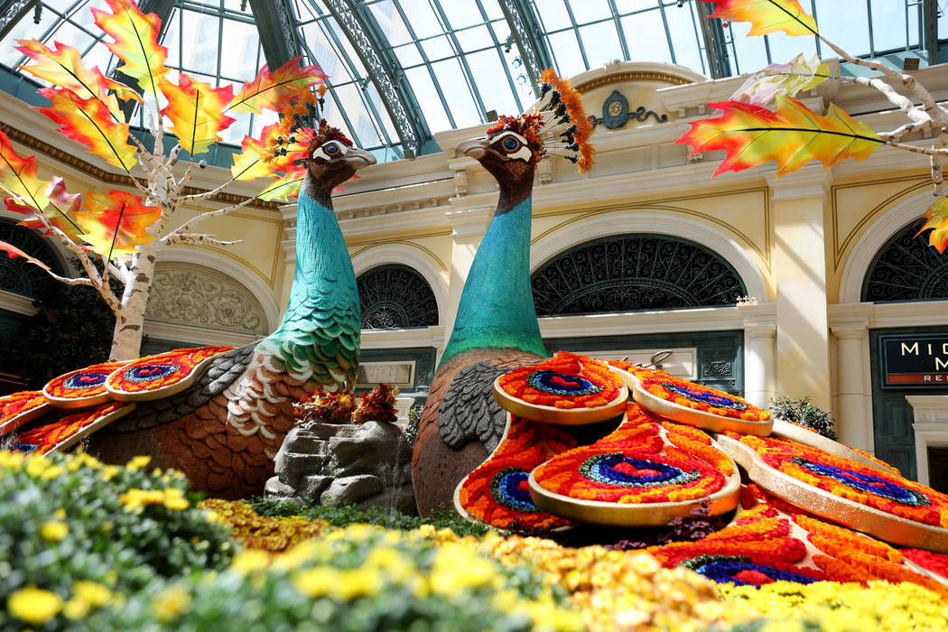 Bellagio Conservatory debuts fall display — VIDEO Las Vegas Review