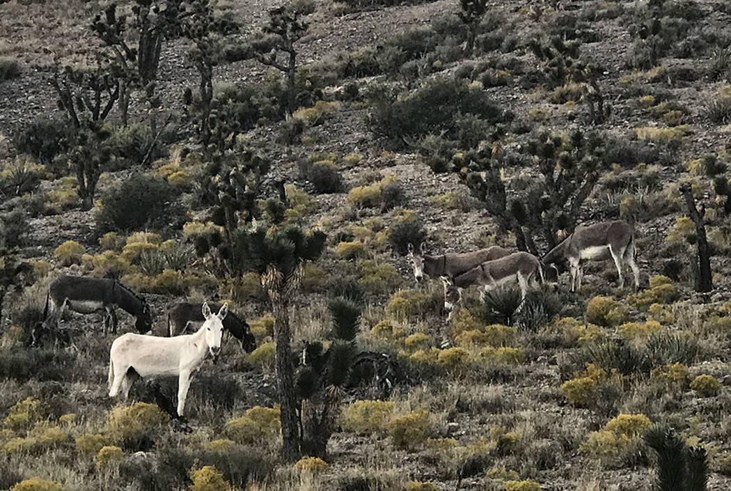 A rare all-white burro stares down from a hillside along Kyle Canyon Road on Sunday. (Henry Brean/Las Vegas Review-Journal)