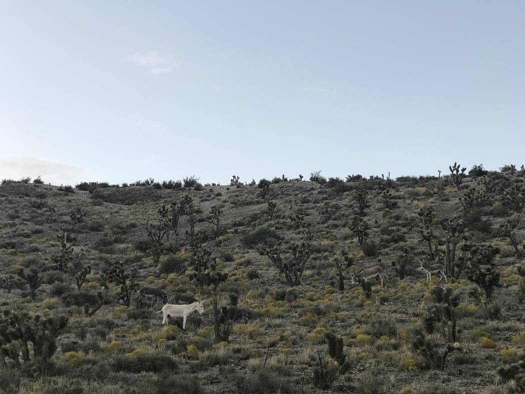 A group of six wild burros blends into the landscape along Kyle Canyon Road Sunday -- all except one rare, all-white animal. Henry Brean Las Vegas Review Journal