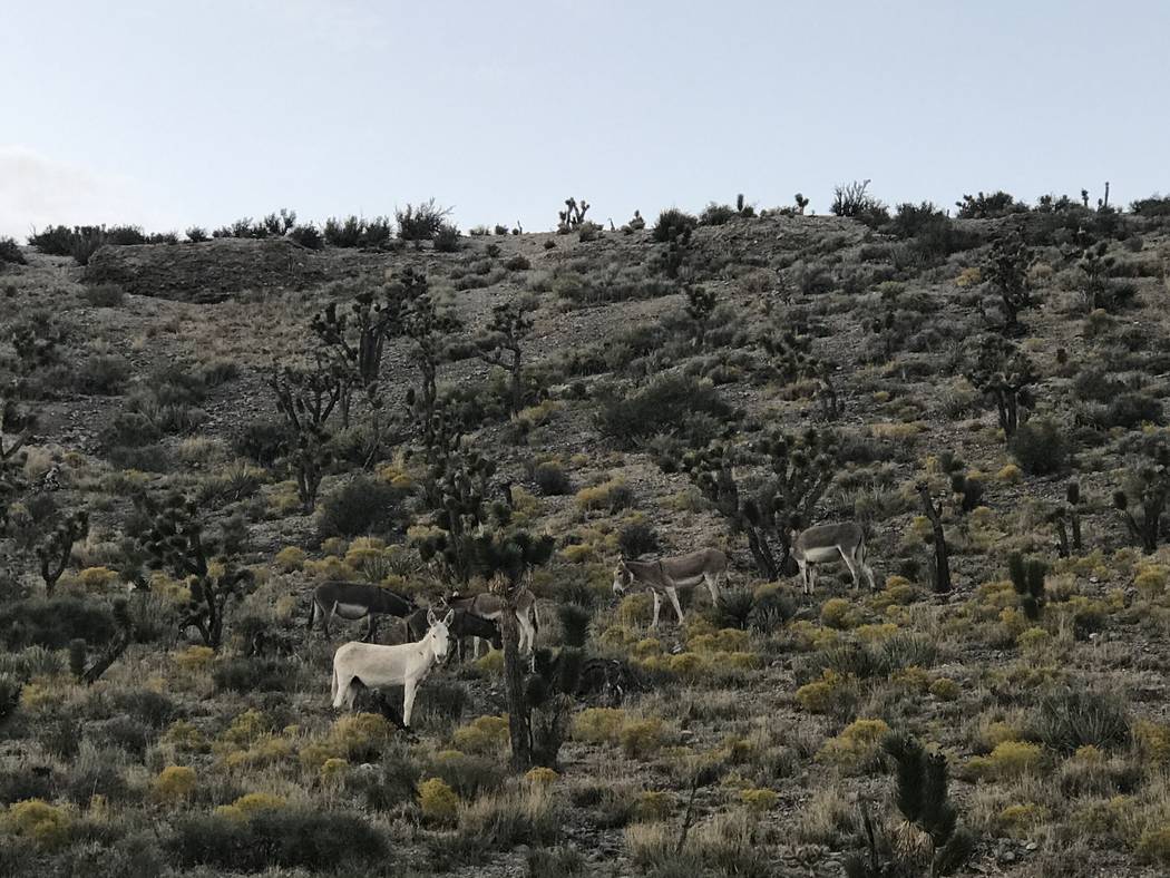 A rare all-white burro stares down from a hillside along Kyle Canyon Road on Sunday. Henry Brean Las Vegas Review Journal