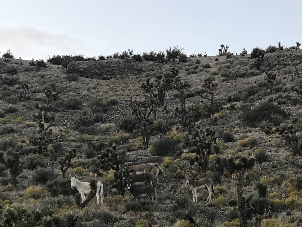 The rare all-white coloring of this wild burro spotted Sunday along Kyle Canyon Road is thought to be the result of cross-breeding with an escaped domestic donkey. Henry Brean Las Vegas Review Journal
