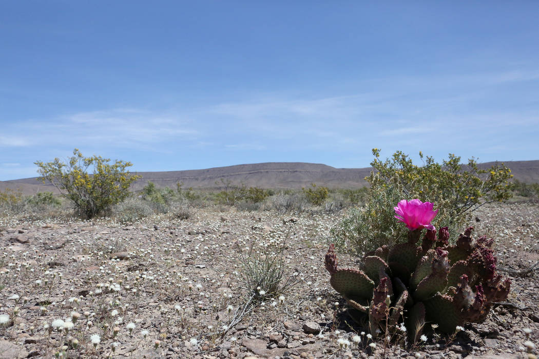 A cactus blooms on the desert floor of Crater Flat west of Yucca Mountain in the distance, Wednesday, May 3, 2017. (Michael Quine/Las Vegas Review-Journal) @Vegas88s