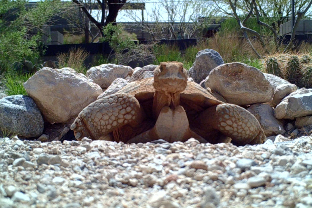Max, a desert tortoise, has helped Clark County students learn about respecting and protecting ...