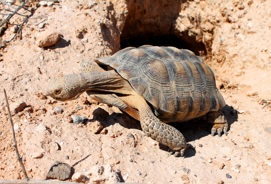 The new Mojave Max at his home at the Springs Preserve on Aug. 31, 2017. Springs Preserve