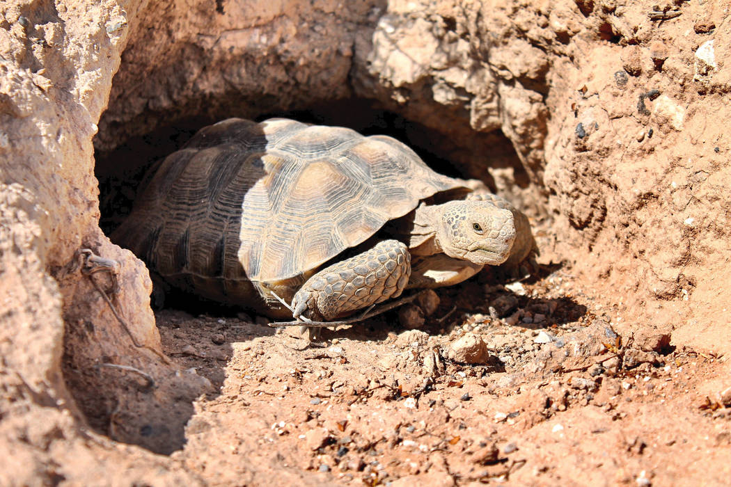 The new Mojave Max at his home at the Springs Preserve on Aug. 31, 2017. Springs Preserve