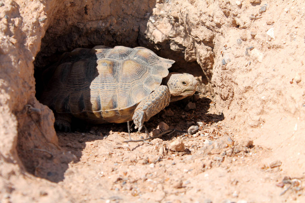 The new Mojave Max at his home at the Springs Preserve on Aug. 31, 2017. Springs Preserve