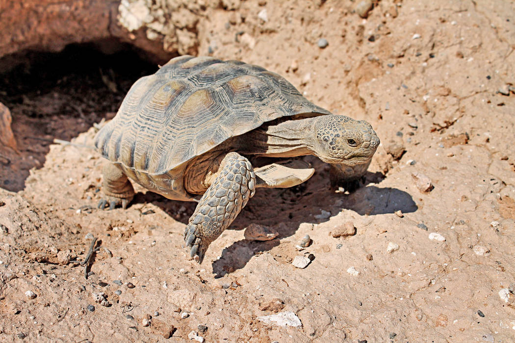 The new Mojave Max at his home at the Springs Preserve on Aug. 31, 2017. Springs Preserve